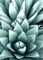 Cactus Flower Diamond Embroidery - Green Plant Design