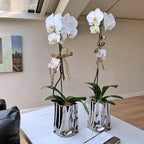 Light Luxury Electroplated Ceramic Vase - Household