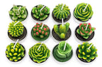 Simulated Succulent Candles - Aromatherapy 12-Pack