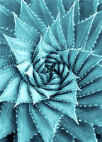 Cactus Flower Diamond Embroidery - Green Plant Design