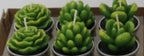Simulated Succulent Candles - Aromatherapy 12-Pack