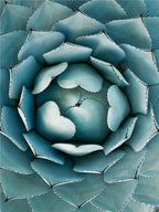 Cactus Flower Diamond Embroidery - Green Plant Design