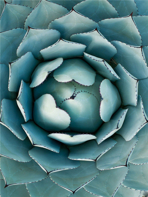 Cactus Flower Diamond Embroidery - Green Plant Design