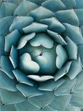 Cactus Flower Diamond Embroidery - Green Plant Design