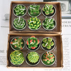 Simulated Succulent Candles - Aromatherapy 12-Pack