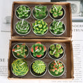 Simulated Succulent Candles - Aromatherapy 12-Pack